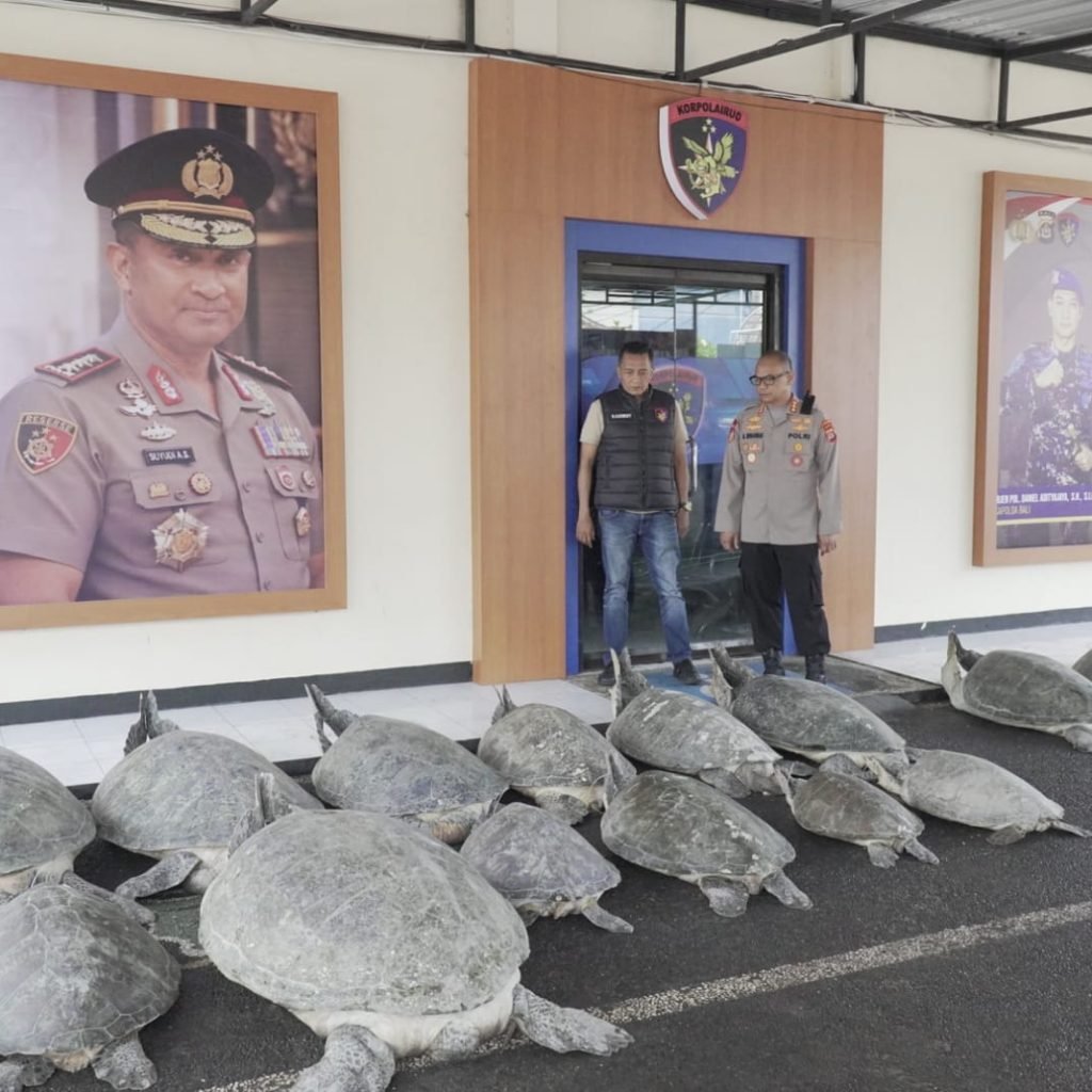 Ket Foto: Terdapat 22 ekor penyu hijau dalam perahu, satwa dilindungi itu ditemukan di perairan Serangan, Densel. Pelaku masih diburu aparat Polda Bali, Sabtu (10/10/2026).